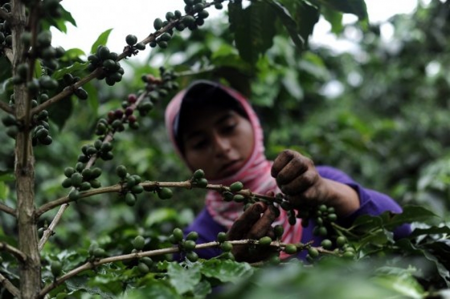 Los cafeteros del Cauca se adaptan al cambio climático